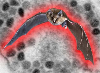 Researchers have found that Khosta-2 sarbecoviruses can infect humans – worse than SARS-CoV-2