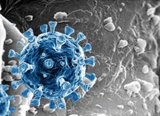 Nasal Mucosal Defenses Wanes 9 Months After SARS-CoV-2 Infection