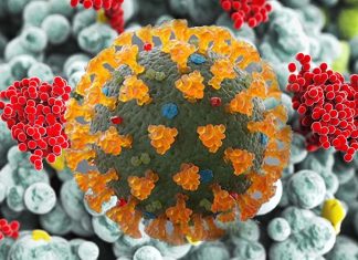 New York Scientists Find SARS-CoV-2 Viral Presence In The Lung Up To 359 Days After Acute Phase Of Disease Even In The Negative Tested