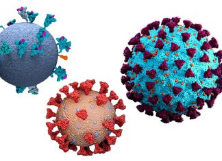 SARS-CoV-2 Spike Protein Binds And Modulates Estrogen Receptors – Increasing Risk Of Thrombosis