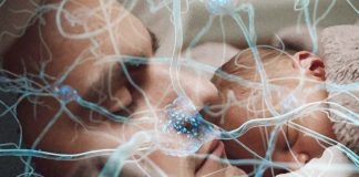Researchers find significant changes in fathers’ brains between the prenatal and the postpartum period