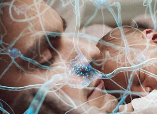 Researchers find significant changes in fathers’ brains between the prenatal and the postpartum period
