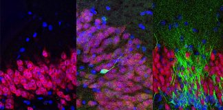 Oxytocin could promote the growth of new neurons to repair damaged tissue