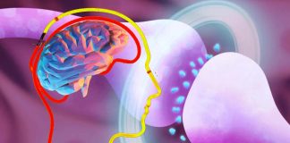 Ketamine alters neural activity in the cerebral cortex, silencing normally active neurons and activating neurons that are normally inactive