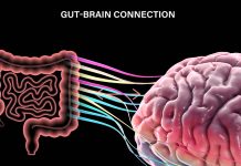 The gut microbiota is a major environmental contributor to host physiology and impacts feeding behavior