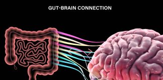 The gut microbiota is a major environmental contributor to host physiology and impacts feeding behavior