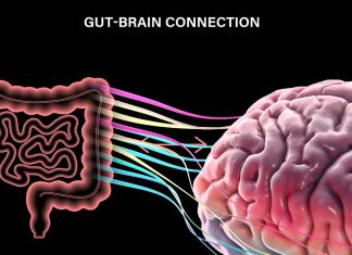 The gut microbiota is a major environmental contributor to host physiology and impacts feeding behavior