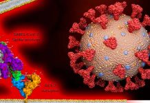 Spike Proteins Of SARS-CoV-2 Causes Vascular Leaks