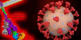 Spike Proteins Of SARS-CoV-2 Causes Vascular Leaks