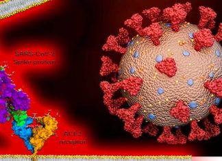 Spike Proteins Of SARS-CoV-2 Causes Vascular Leaks