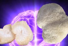 Lion’s Mane mushroom have a significant impact on the growth of brain cells and improving memory