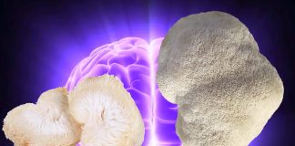 Lion’s Mane mushroom have a significant impact on the growth of brain cells and improving memory