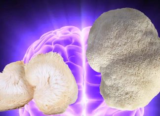 Lion’s Mane mushroom have a significant impact on the growth of brain cells and improving memory