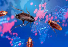 I ricercatori hanno rilevato il virus SARS-CoV-2 negli scarafaggi: diffondono il virus nell’ambiente e contaminano il cibo umano e varie superfici degli edifici
