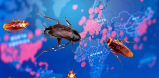 Researchers have detected SARS-CoV-2 virus in cockroaches – they spread the virus in the environment and contaminate human food and various surfaces of buildings