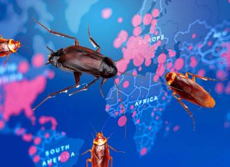 I ricercatori hanno rilevato il virus SARS-CoV-2 negli scarafaggi: diffondono il virus nell’ambiente e contaminano il cibo umano e varie superfici degli edifici