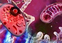 The protein, GDF-15, is strongly associated with aging, poorly functioning mitochondria