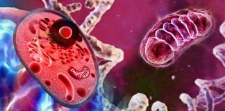 The protein, GDF-15, is strongly associated with aging, poorly functioning mitochondria