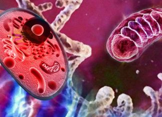 The protein, GDF-15, is strongly associated with aging, poorly functioning mitochondria