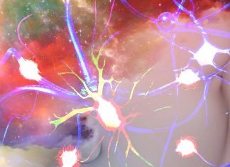 Le sostanze psichedeliche inducono neuroplasticità ?