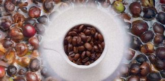 Why is Fermented Coffee a unique experience?
