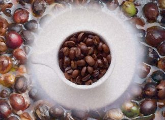 Why is Fermented Coffee a unique experience?