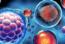 Scientists have created mice with cells from two males by converting the XY chromosome set to XX without an additional Y chromosome in mouse pluripotent stem (PS) cells