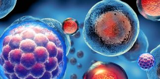 Scientists have created mice with cells from two males by converting the XY chromosome set to XX without an additional Y chromosome in mouse pluripotent stem (PS) cells
