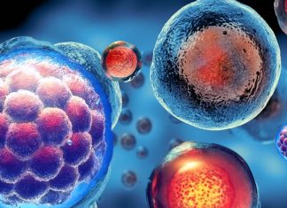 Scientists have created mice with cells from two males by converting the XY chromosome set to XX without an additional Y chromosome in mouse pluripotent stem (PS) cells