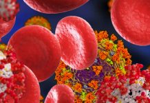 Red blood cells play a role in multi-organ spread of SARS-CoV-2