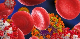 Red blood cells play a role in multi-organ spread of SARS-CoV-2