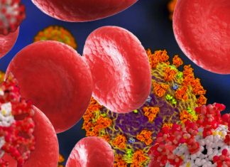 Red blood cells play a role in multi-organ spread of SARS-CoV-2