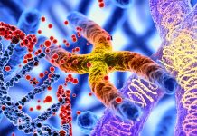 SARS-CoV-2 infection induces telomere shortening resulting in DNA damage