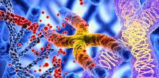 SARS-CoV-2 infection induces telomere shortening resulting in DNA damage