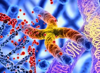SARS-CoV-2 infection induces telomere shortening resulting in DNA damage