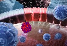 SARS-CoV-2 infections causes alterations in gut immunological barrier