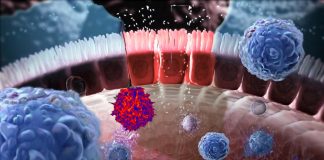 SARS-CoV-2 infections causes alterations in gut immunological barrier