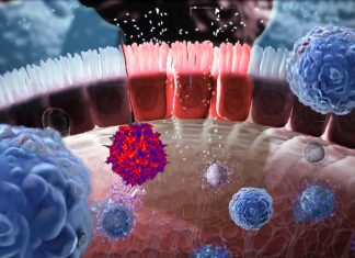 SARS-CoV-2 infections causes alterations in gut immunological barrier