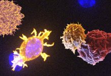 T-cell therapy for all tumors