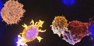 T-cell therapy for all tumors