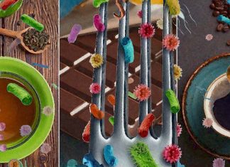 Xanthine may play a role in gut health