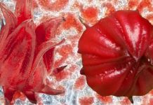 H. sabdariffa Vs Obesità: estratti fenolici e idrossicitrato di potassio per inibire l’adipogenesi