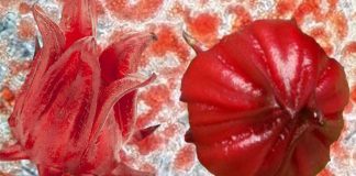 H. sabdariffa Vs Obesità: estratti fenolici e idrossicitrato di potassio per inibire l’adipogenesi