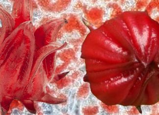 H. sabdariffa Vs Obesità: estratti fenolici e idrossicitrato di potassio per inibire l’adipogenesi
