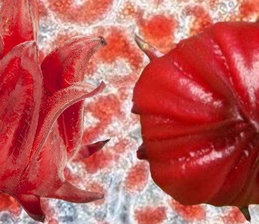 H. sabdariffa Vs Obesity: phenolic extracts and potassium hydroxycitrate to inhibit adipogenesis