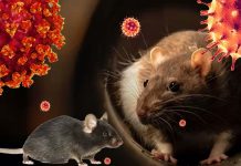 The millions of Norway rats inhabit New York City (NYC) are reservoirs of the SARS-CoV-2 Virus