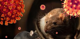 The millions of Norway rats inhabit New York City (NYC) are reservoirs of the SARS-CoV-2 Virus