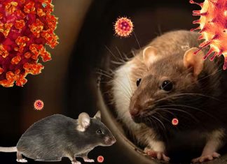 The millions of Norway rats inhabit New York City (NYC) are reservoirs of the SARS-CoV-2 Virus