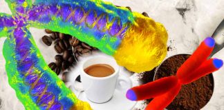 Coffee Consumption and Telomere Length