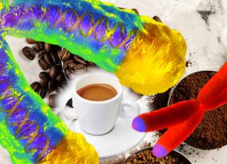 Coffee Consumption and Telomere Length